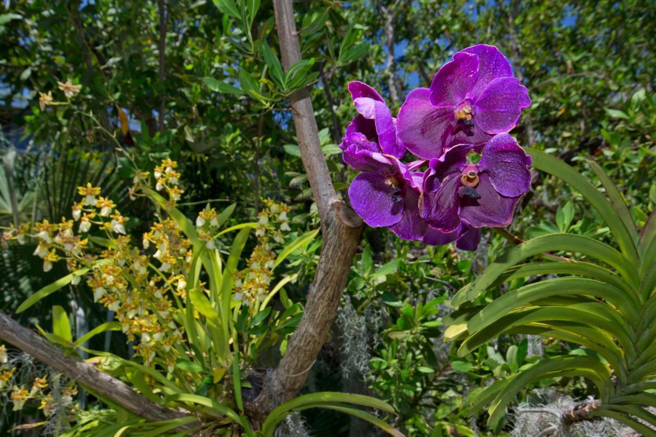 Paradise Found Cayo Hueso المظهر الخارجي الصورة