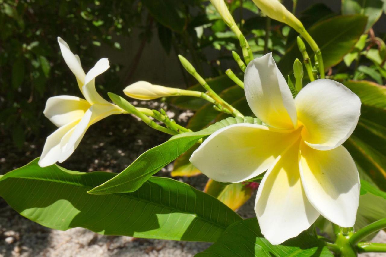 Paradise Found Cayo Hueso المظهر الخارجي الصورة